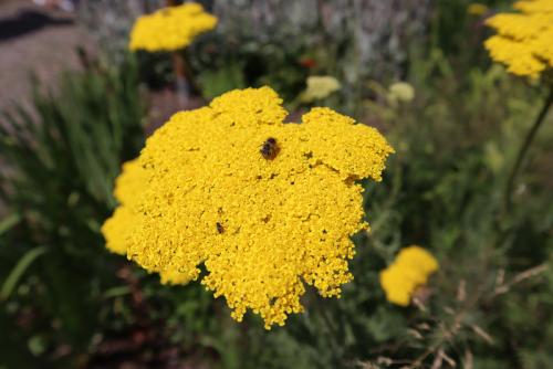 Beitrag Schulgarten in voller Blüte